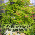ACER shirasawanum 'Moonrise' 
