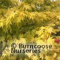 ACER palmatum 'Orange Dream' 