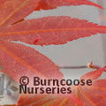 ACER palmatum 'Red Emperor' 