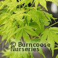 ACER palmatum 'Shidava Gold' 