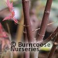 ACER palmatum 'Shindeshojo' 