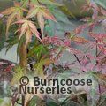 ACER palmatum 'Shindeshojo' 