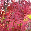 ACER palmatum 'Sumi-nagashi' 