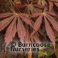 ACER palmatum 'Sumi-nagashi' 