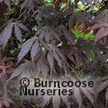 ACER palmatum 'Sumi-nagashi' 