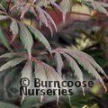 ACER palmatum 'Trompenburg' 