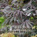 ACER palmatum 'Trompenburg' 