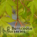 ACER palmatum 'Ueno Yama' 