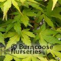 ACER palmatum 'Ueno Yama' 