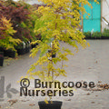 ACER palmatum 'Ueno Yama' 