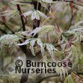 ACER palmatum 'Ukigumo' 