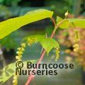 ACER pensylvanicum 'Erythrocladum' 