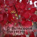 ACER rubrum 'October Glory' 