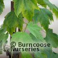 ACER rubrum 'Scanlon' 
