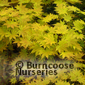 ACER shirasawanum 'Autumn Moon' 