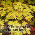 ACER shirasawanum 'Autumn Moon' 
