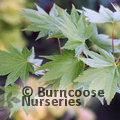 ACER shirasawanum 'Jordan' 