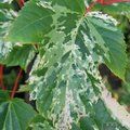 Small image of ACER