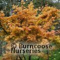 ACER palmatum 'Summer Gold' 