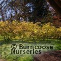 ACER palmatum 'Summer Gold' 