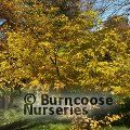 ACER palmatum 'Summer Gold' 