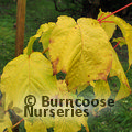 ACER x conspicuum 'Phoenix' 