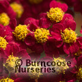 ACHILLEA 'Walther Funcke'  