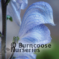 Small image of ACONITUM