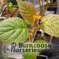 Small image of Chinese gooseberry
