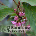 Small image of ACTINIDIA