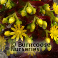 Small image of AEONIUM