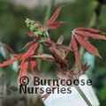 AESCULUS x neglecta 'Erythroblastos' 