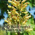 Small image of AESCULUS