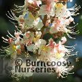 AESCULUS wilsonii  