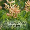 AESCULUS x carnea 'Briotii'  