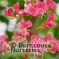 Small image of AESCULUS
