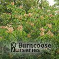 AESCULUS x carnea 'Briotii'  