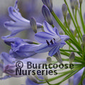 AGAPANTHUS africanus 'Headbourne hybrids' 