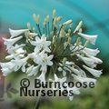 AGAPANTHUS africanus 'Albus' 