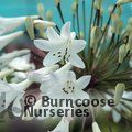 Any white Agapanthus