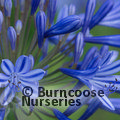 AGAPANTHUS africanus blue 