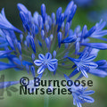 Any Agapanthus africanus