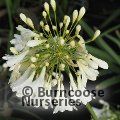 AGAPANTHUS 'Arctic Star'  