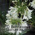 AGAPANTHUS 'Arctic Star'  