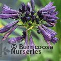 Small image of African lily