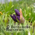 AGAPANTHUS 'Black Jack'  