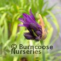 AGAPANTHUS 'Black Jack'  