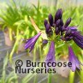 AGAPANTHUS 'Black Jack'  