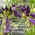 AGAPANTHUS 'Black Jack'  
