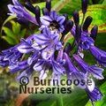 AGAPANTHUS 'Black Pantha'  